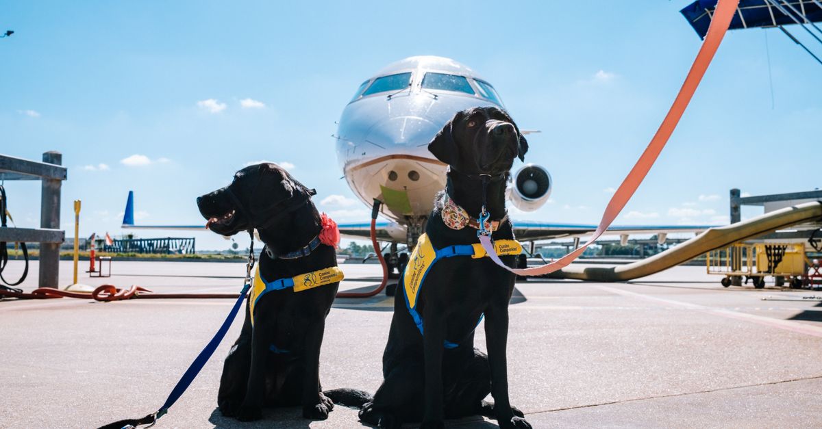 Two assistance dogs in harnesses sitting on the tarmac in front of an aircraft.