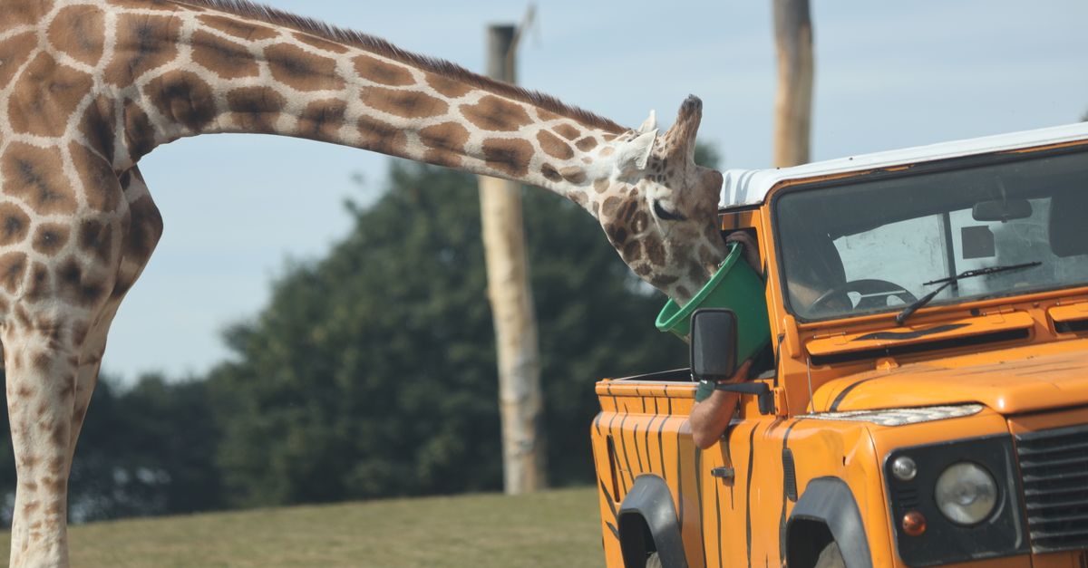 A giraffe stretches to feed from an orange safari vehicle at Woburn Safari Park.
