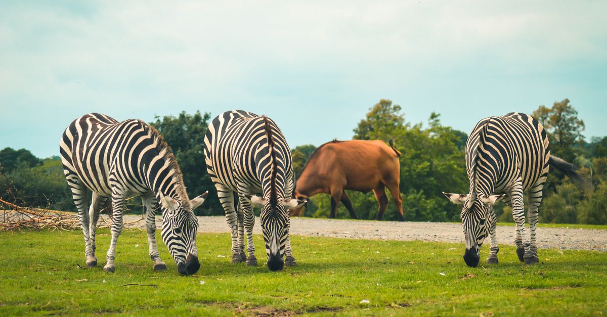 Four zebras and a cow grazing in a serene field at Bewdley Safari Park, England.