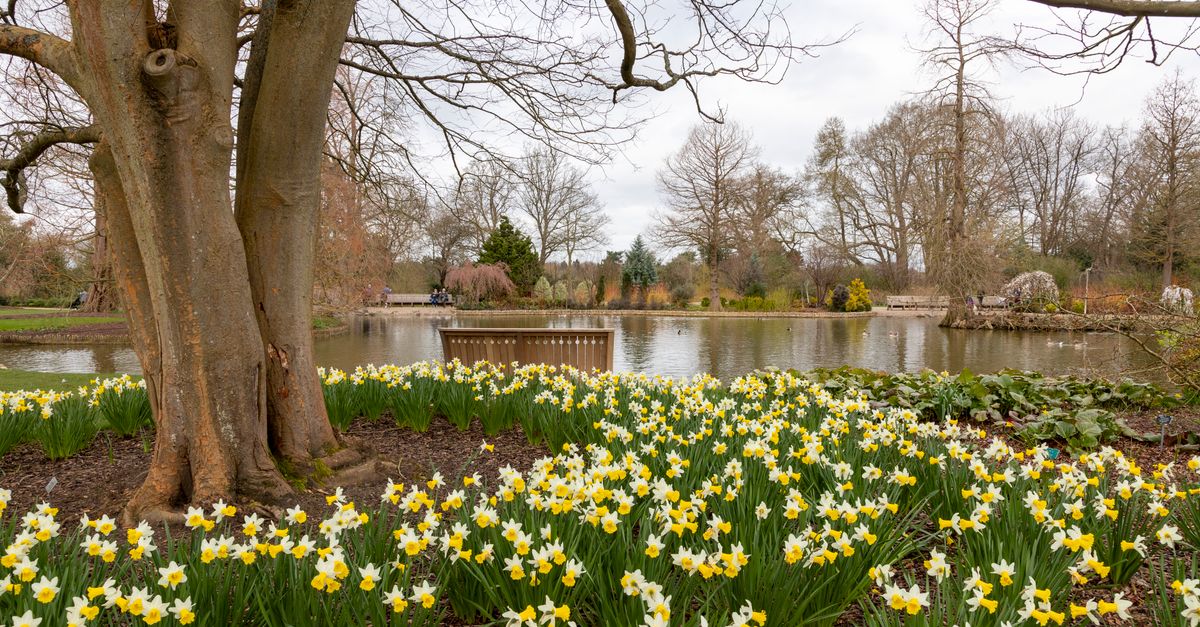 A tranquil spring scene featuring daffodils and a pond at Wisley Gardens, England.