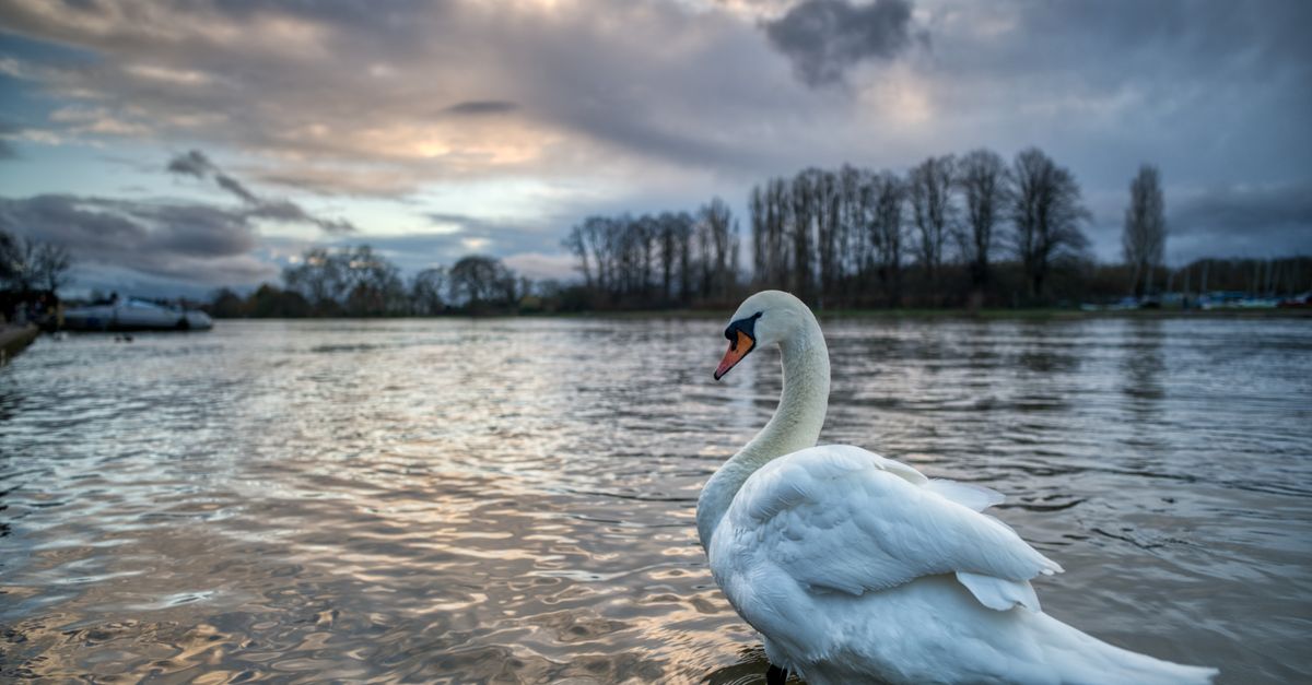 Majestic swan gracefully standing in the Thames with a serene sunset backdrop in Kingston upon Thames, England.